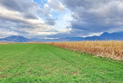 Teren agricol extravilan de 8400 mp, în Tărlungeni - 1