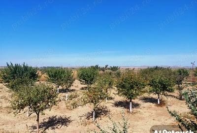 Casă cu 6 camere cu Teren 10000 Mp în Central