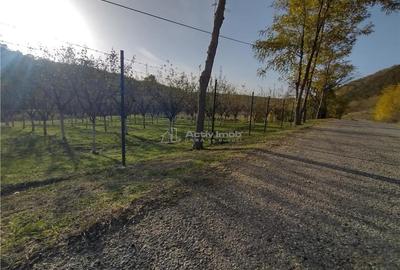 Teren de 1445 mp, în Slatina-Nera - 5