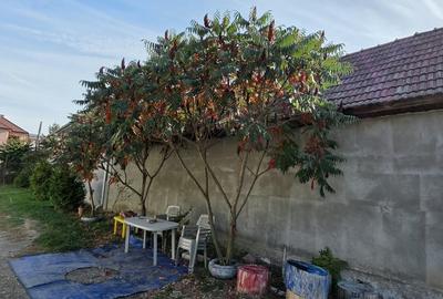 Casă cu 5 camere cu Teren 1219 Mp în Baciu