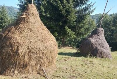 Teren de 10000 mp, în Avram Iancu - 4
