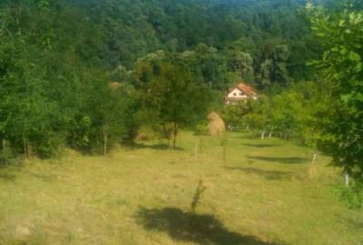 Casă cu 6 camere cu Teren 4000 Mp în Săvârșin - 6