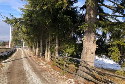 Teren de 6000 mp, în Panaci - 2