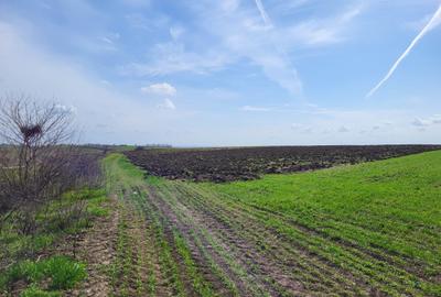 Teren agricol intravilan de 40000 mp, în Prundu - 7