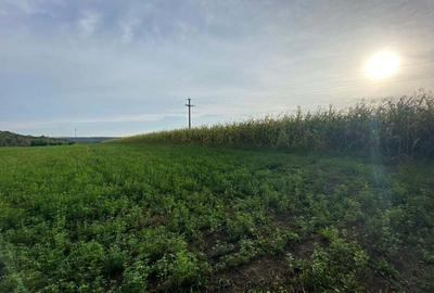 Teren de 2000 mp, în Pătrăuți - 7