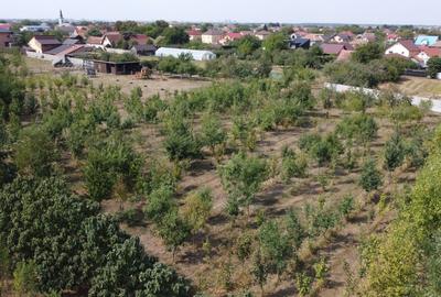 Teren Construcții intravilan de 1786 mp, în Moșnița Nouă - 6
