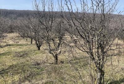 Teren de 940 mp, în Nord-Est - 4