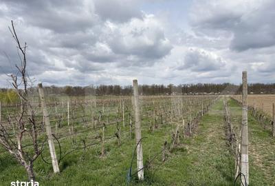 Teren de 405000 mp, în Ivești - 3