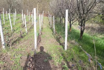 Casă cu 2 camere cu Teren 1154 Mp în Schitu Duca - 7