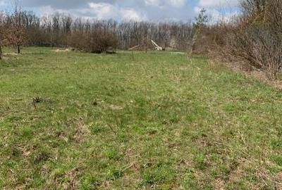 Teren de 7280 mp, în Viile Satu Mare