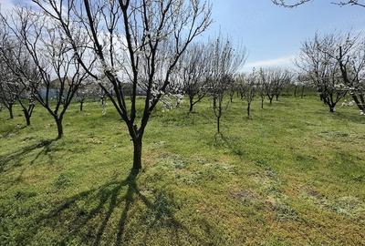 Casă cu 3 camere cu Teren 3000 Mp în Rasa - 8