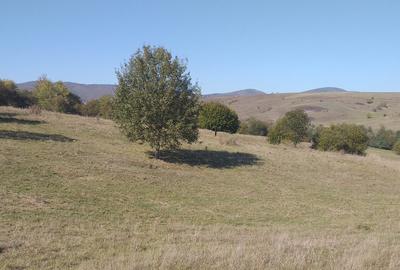 Teren agricol extravilan de 5000 mp, în Apața - 5