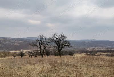 Teren de 9700 mp, în Dănulești - 1