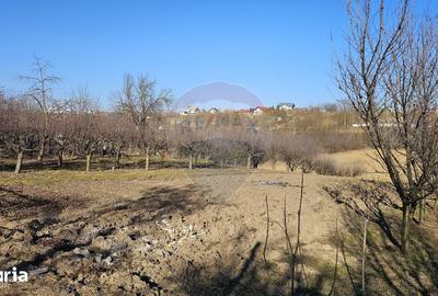 Casă cu 3 camere cu Teren 4900 Mp în Central