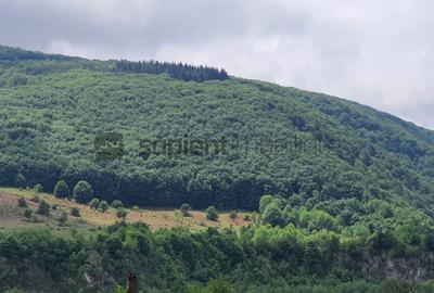 Teren extravilan de 100000 mp, în Șuncuiș