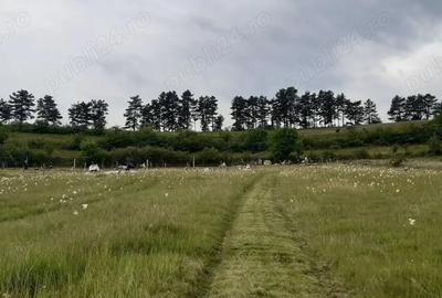 Teren de 13500 mp, în Pâclișa - 3