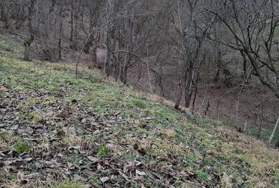 Casă cu Teren 5000 Mp în Central