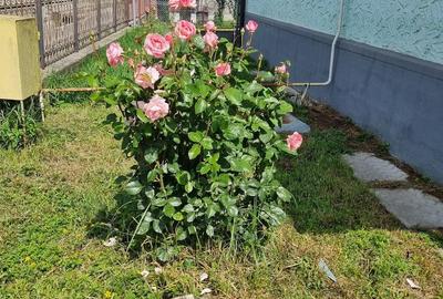 Casă cu 3 camere cu Teren 882 Mp în Central - 1