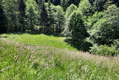 Teren de 3668 mp, în Malul Ursului - 5