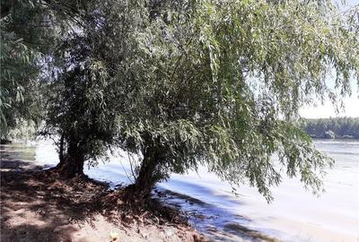 Teren în Mahmudia - 1