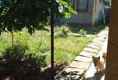 Casă cu 2 camere cu Teren 539 Mp în Central