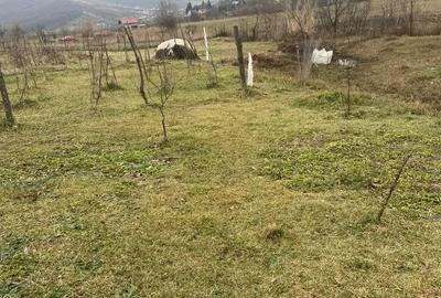 Teren de 4750 mp, în Chicerea - 2