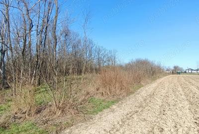 Teren de 1493 mp, în Șerbănești (Rociu) - 2