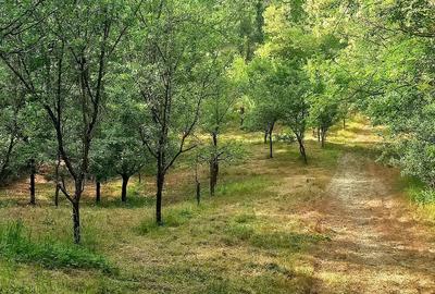 Teren de 6000 mp, în Stoilești - 3