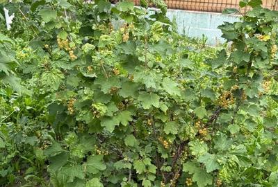 Casă individuală cu 4 camere cu Canalizare în Plopi - 16