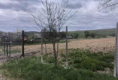 Teren de 48000 mp, în Ilișești - 5