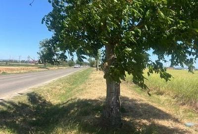Teren de 23500 mp, în Sântandrei - 3