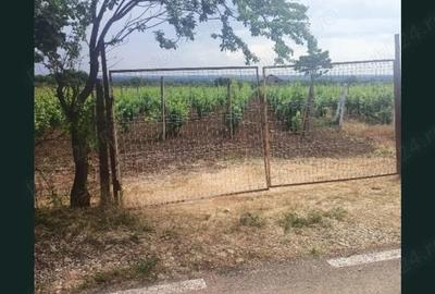 Teren de 1800 mp, în Arva - 5