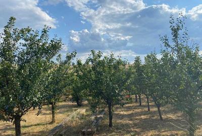 Casă cu 4 camere în Bencecu de Jos - 7