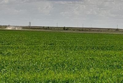 Teren agricol intravilan de 5 mp, în Ciuperceni (Cosmești) - 17
