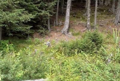 Teren agricol intravilan în Moroeni - 6