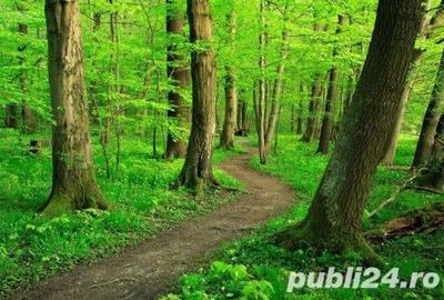 Teren de 500 mp, în Săbăreni - 1