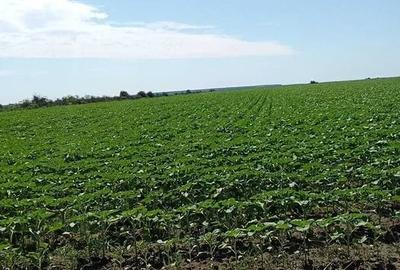 Teren de 10486 mp, în Roata de Jos