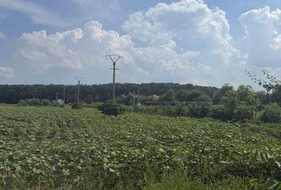 Teren de 2500 mp, în Snagov
