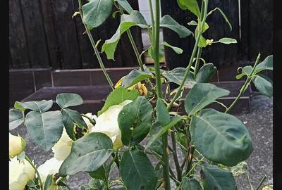 Casă cu 4 camere cu Teren 900 Mp în Burdujeni