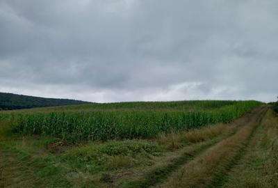 Teren agricol extravilan de 5800 mp, în Moișa
