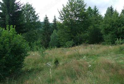 Teren de 34500 mp, în Băile Chirui - 9