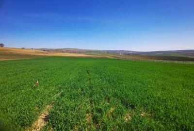 Teren de 2900 mp, în Rediu - 2