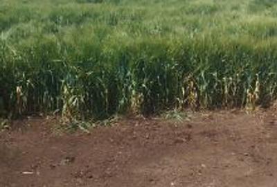 Teren extravilan de 7500 mp, în Tărtășești