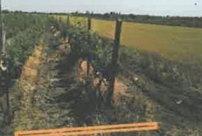 Teren de 1200 mp, în Pietroasele - 11