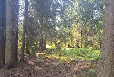 Teren de 6450 mp, în Neagra - 8