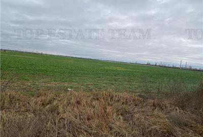 Teren agricol extravilan de 60600 mp, în Berceni - 1