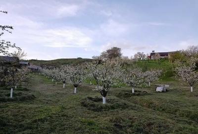 Casă cu 3 camere în Central - 1