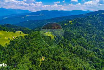 Teren de 7000 mp, în Gârcini
