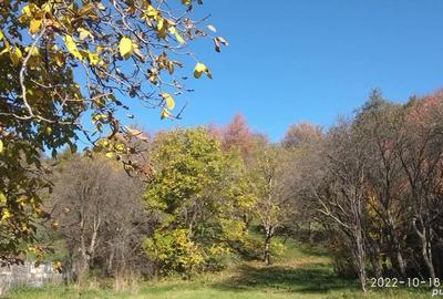 Teren de 9081 mp, în Crăcăoani - 1