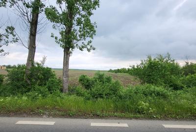 Teren agricol intravilan de 5000 mp, în Siliștea Snagovului - 4